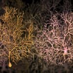 Kisspeptin 45-54 Peptide Supporting Investigations into Hypothalamic Function and Neuronal Signaling Pathways
